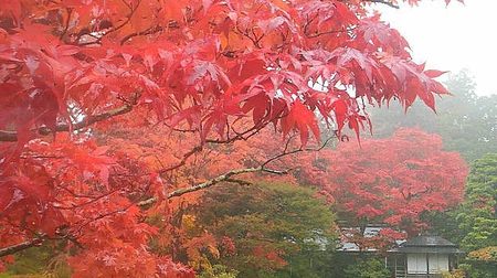 Autumn leaves peak along the mountains in western and eastern Japan and in Hokuriku! -Weathernews announces the third best time to see the autumn leaves