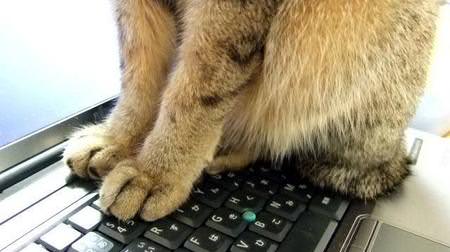 Nyan! Extension function "Kitty Keys" that makes a cat cry when you hit the keyboard