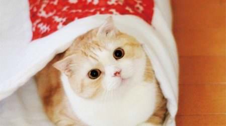 2015年のネコ納めは銀座で―「フェリシモ猫部」の期間限定ショップがプランタン銀座「ねこ展」に登場！