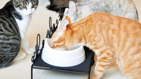 食べやすいニャ！ ― ネコ専用ごはん台「猫のためのニャンテーブル」