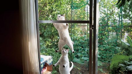 網戸から覗くけなげでたくましい「庭猫」たち…『庭猫 アフとサブ 写真展』開催