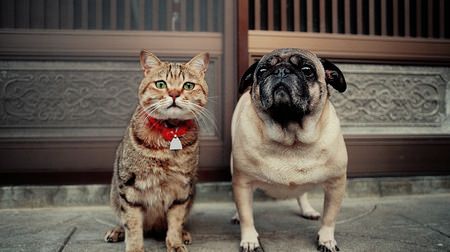 岩合光昭さんの写真展「ねこいぬ」開催中―「ネコが幸せになれば、人も幸せになり、地球も幸せになる」