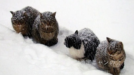 マイナス20度の北海道長沼町に、保護ネコ用の暖かい猫舎を建築したい！