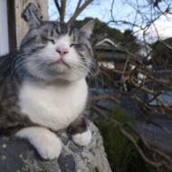 あなたの街にもネコがくる！岩合光昭さんのネコ写真展、年末年始のスケジュールまとめ