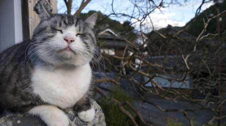 Cats are coming to your city! Mitsuaki Iwago's cat photo exhibition, year-end and New Year schedule summary