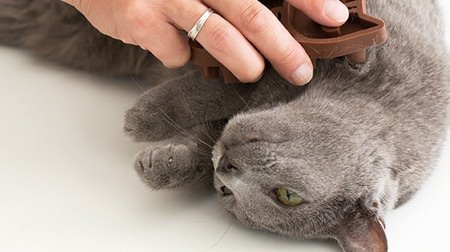 For pets' New Year tiredness--Brushes for dogs and cats that can be brushed and massaged at the same time