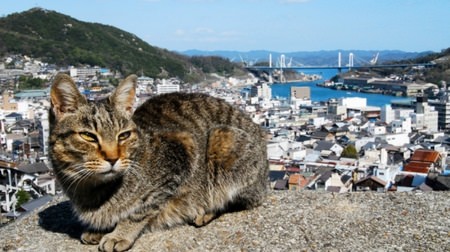 Recruitment of participants for the cat-loving exchange event "Onomichi Cat-loving Festival"-Stamp rally, photo seminar, etc.