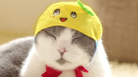 Nyaha! Collaboration item with Funassyi in the "Cat Headwear" series