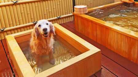 Kinugawa Kizuna, a hot spring inn where you can stay with your dog-There is also an open-air bath for your dog!