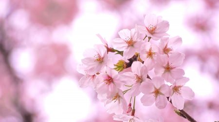 心弾む春の便り--第1回「桜開花予想」、九州や四国では平年より遅め