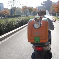 ワンコを自転車やバイクで運ぶならこれ！「Pet On Wheels」