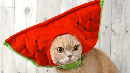 Goldfish dog on watermelon cat !? Summer motif on "transformation headgear snood" for pets