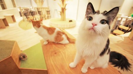 The third cat cafe "MoCHA" opens in Harajuku! A moment of healing in a fashionable space