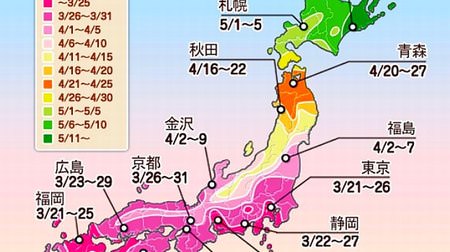 The cherry blossoms will finally start blooming next Monday (March 21st)! -Weathernews announces the third cherry blossom flowering forecast