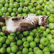 津軽のネコはリンゴまみれ？―岩合光昭写真展「津軽のねこ」、4月4日から開催