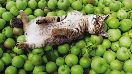 津軽のネコはリンゴまみれ？―岩合光昭写真展「津軽のねこ」、4月4日から開催