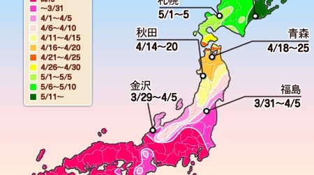 You May Need an Umbrella for Cherry Blossom Viewing This Weekend? -Weathernews releases its fifth cherry blossom forecast.