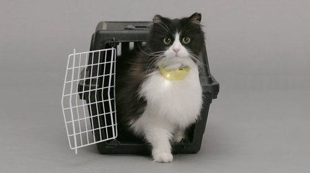 The world's first talking cat color "Catterbox" -The collar interprets the feelings of cats (?)