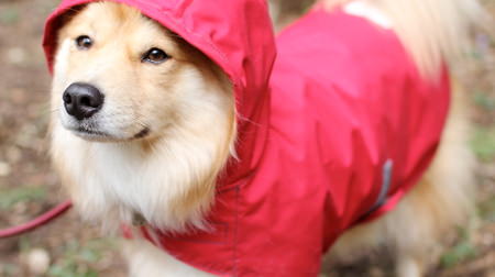 雨の日もお散歩したいワン！―視界を遮らない犬用レインコート