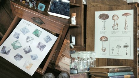 Mushrooms and minerals ... Coloring book "Minerals and Science Room Coloring Book" that allows you to create your own pictorial book