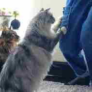 ネコが喜ぶ爪とぎ付きのジーンズ「猫モテジーンズ」、フェリシモ猫部から