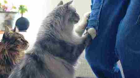 ネコが喜ぶ爪とぎ付きのジーンズ「猫モテジーンズ」、フェリシモ猫部から