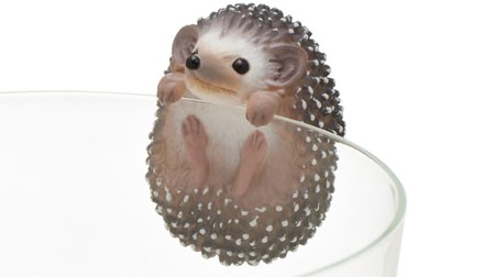 Hedgehogs with soaring pet popularity on the edge of the cup--albino too!