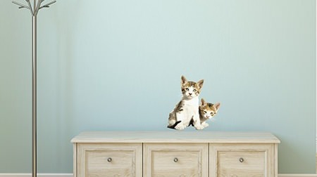 Let's put the cute cats of the world on the wall! "Cat wall sticker" in collaboration with Mitsuaki Iwago