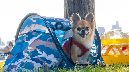 This is my tent! Pet pop-up tent that can be installed in 1 second