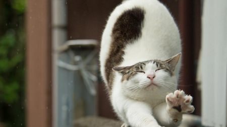 「猫を脱いだネコ」、カフェで見る？―『ぶさにゃん』の沖昌之さんの写真展、明日（6月20日）スタート！