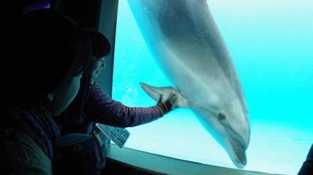 Why don't you stay at the "night aquarium" during the summer vacation? "Kamogawa Sea World" night stay reservation acceptance start