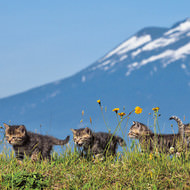 夏休みにはネコ歩き―岩合光昭さんの写真展「ふるさとのねこ」、そごう横浜店で開催
