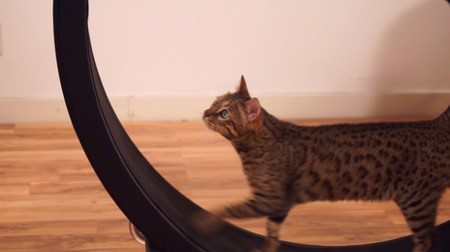 ネコの狩猟本能を呼び覚ます ネコ専用ルームランナー「Cat Exercise Wheel」、日本での代理購入サービススタート