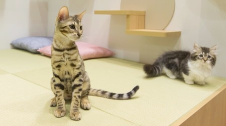 How do you live in old age with a cat? A showroom where you can experience "pet remodeling" opens in Odaiba