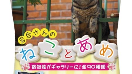 Pine Ame's "Nekoto Ame" will be released nationwide on September 5th-Mitsuaki Iwago's cat photo is packaged!