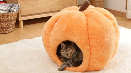 Change clothes for pet goods in the fall! Cute pet beds such as "Pumpkin" and "Dorayaki" from Iris Ohyama