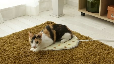 Cats get rounded on the carpet ♪ ... "Hot carpet for pets"