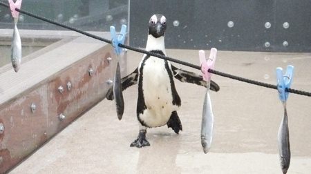 「体育の日」の3連休、ペンギンの“アジ食い競争”を応援しない？池袋・サンシャイン水族館で