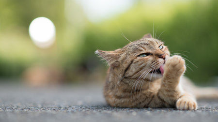 季節が変わってもネコまみれ…『島ねこぽん』のあおいとりさんによる最新写真集『気ままに猫だもん。』、11月25日発売