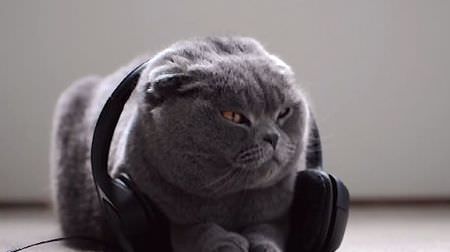 ネコがうっとりする音楽CD「ねこのための音楽 - Music For Cats」、日本発売決定