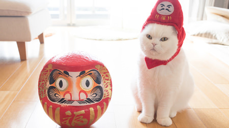 Even Gunma is covered with cats ... "Cat Holiday Exhibition" traveling exhibition starts on December 27th in Takasaki Takashimaya