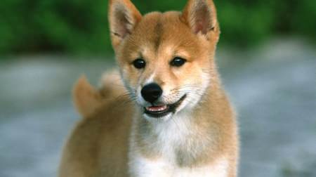 The most popular is "Shiba Inu"! … Favorite dog breed ranking 2016