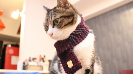 A small muffler for winter cats. "Necomuffler" for cats is cute