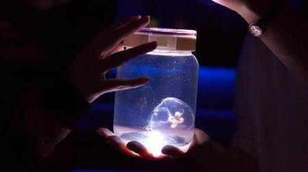 Why don't you grow jellyfish eggs at home? "Fuwakyun, Jellyfish Festival" held at Sumida Aquarium