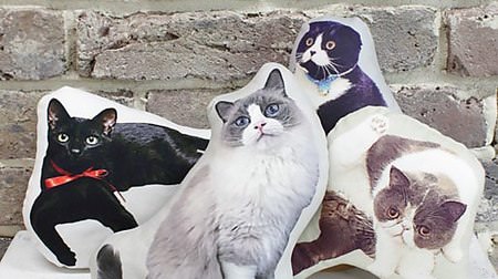 "Salut!" Commercializes popular cats selected on Instagram--for cushions and pouches that look like the real thing!