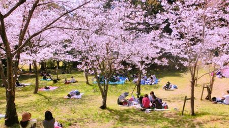 Check before you go! 5 selections including Hundred yen store goods that are useful for cherry blossom viewing