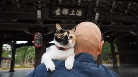 The city of Kyoto with cats--Mitsuaki Iwago's new photo exhibition "Cat Kyoto" will be held in May