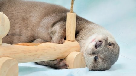Nailed to a friendly expression ♪ Photo exhibition full of "otters" "otter real exhibition"
