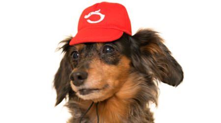 It's too cute and "one" now! Baseball cap for dogs is now available as a capsule toy