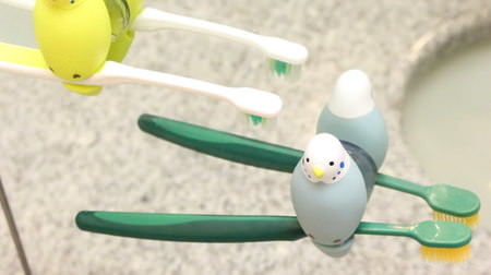 Parakeets grab a toothbrush--cute toothpaste goods "Hassy Top Intooth Brush Holder"